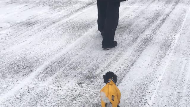 Toy Poodle in SNOWSUIT!!!!