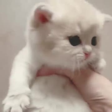 Cute Kitten 🥰🥰