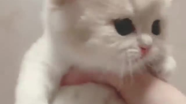 Cute Kitten 🥰🥰