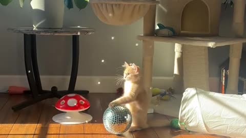 Kitty Disco