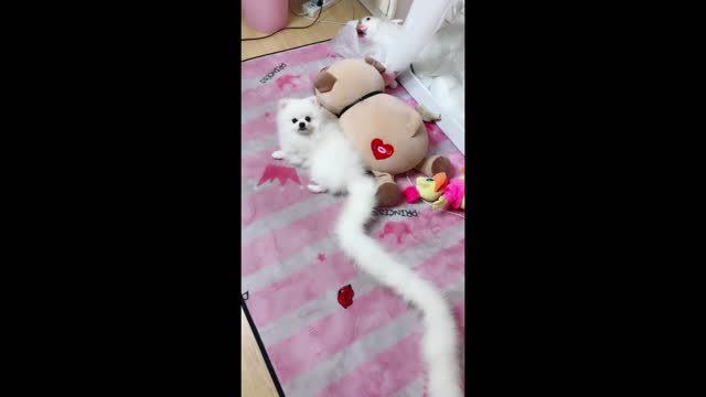 Have you ever seen a puppy with such a long tail?