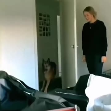 Funny Cats and Dogs Fails Shorts Video compilation😂😂Funny Animals Caught on Camera Laugh