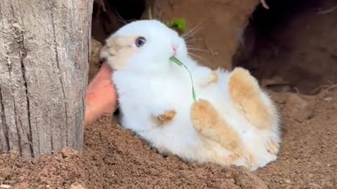 Cute Rabbit