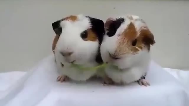 Hamster Eating Contest | Pair Of Hamsters Fighting For Food