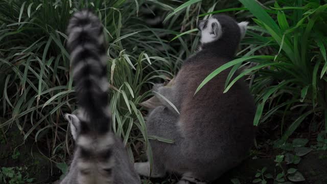 Wild baby raccoon eating # Cute raccoon Videos