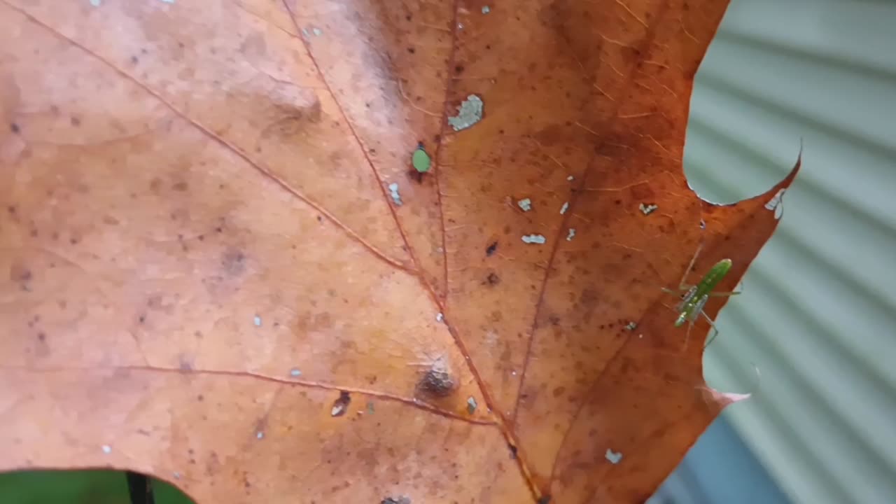 Pale green assassin bug