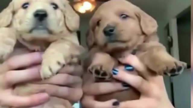 🤣 FUNNY ANIMALS 2022 - 😍TRY NOT TO LAUGH - The best funny animals video!😂1