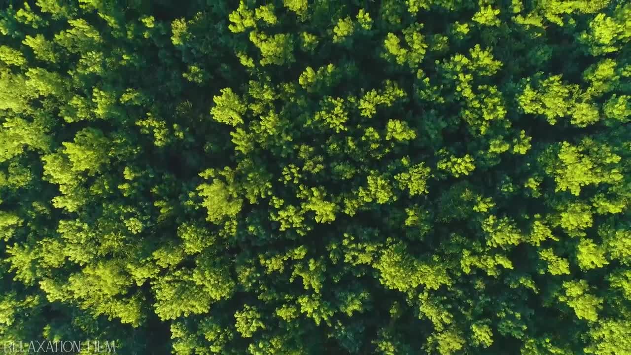 Forest 4K Nature Relaxation Film | Relaxing Music | Nature Sounds of Jungle, Rainforest