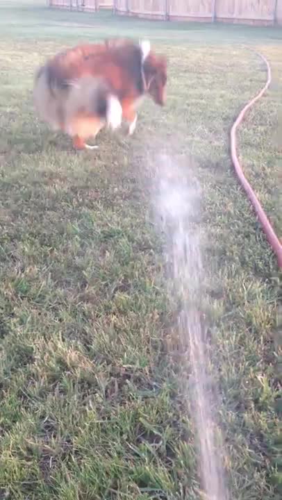 Best way to water your Sheltie.