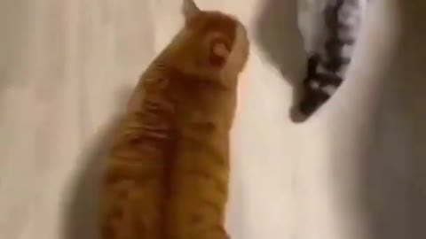 OMG So Cute Cats Best Funny Cat Videos 2021 Shorts