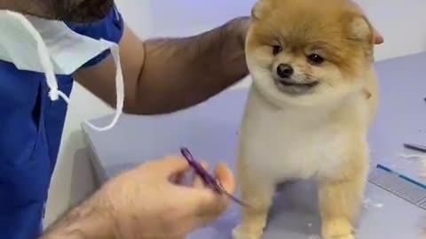Amazing Beautiful Dog
