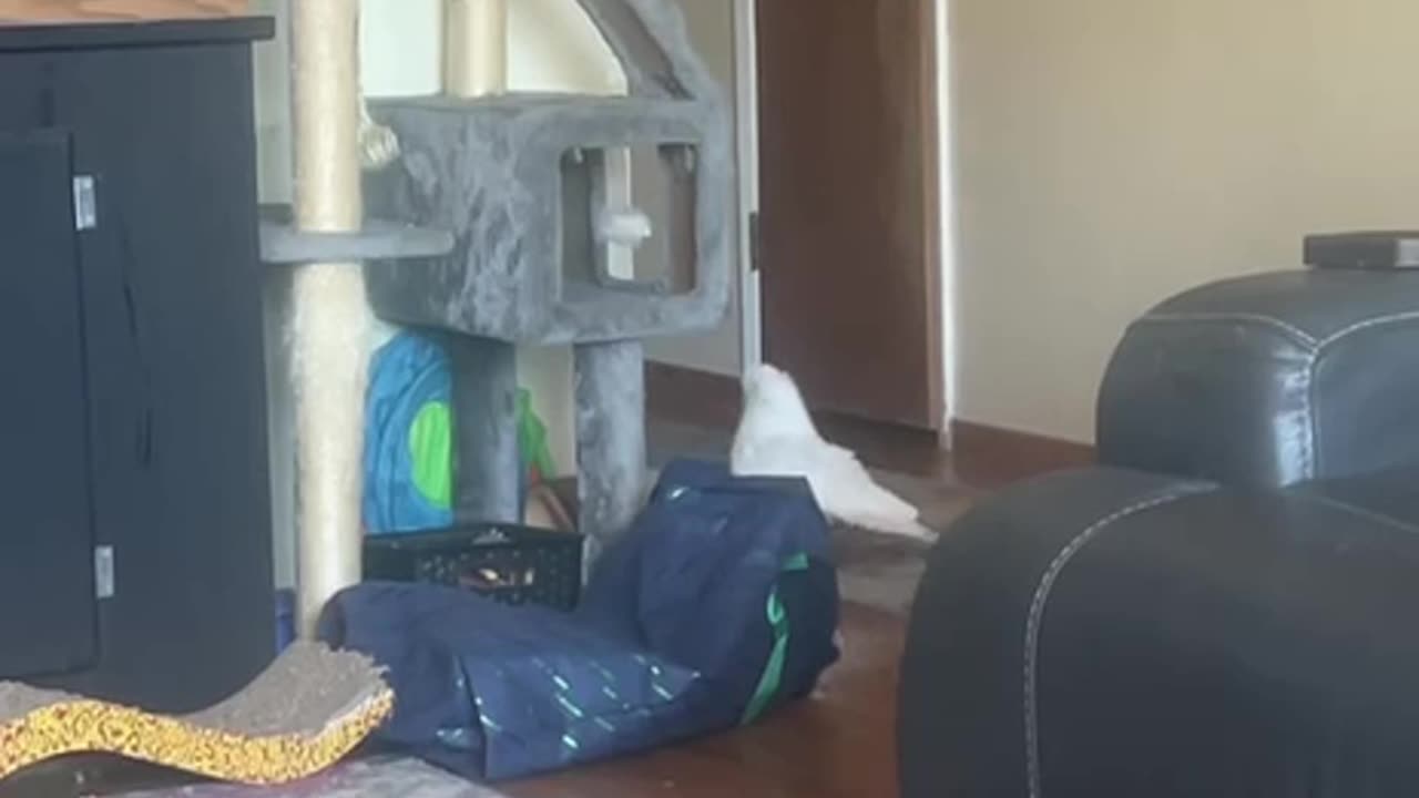 The cat has learned to tolerate parrot’s odd behaviour