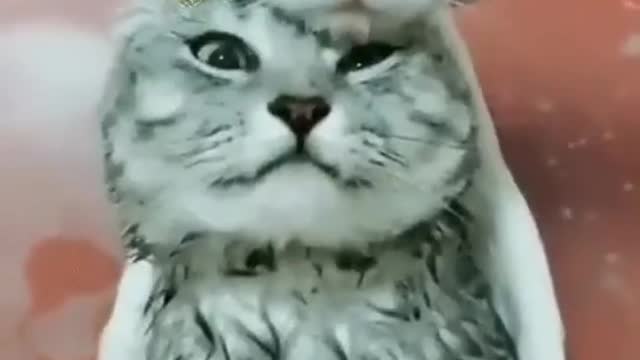 Baby Cats - Cute and Funny Cat Videos Compilation #1