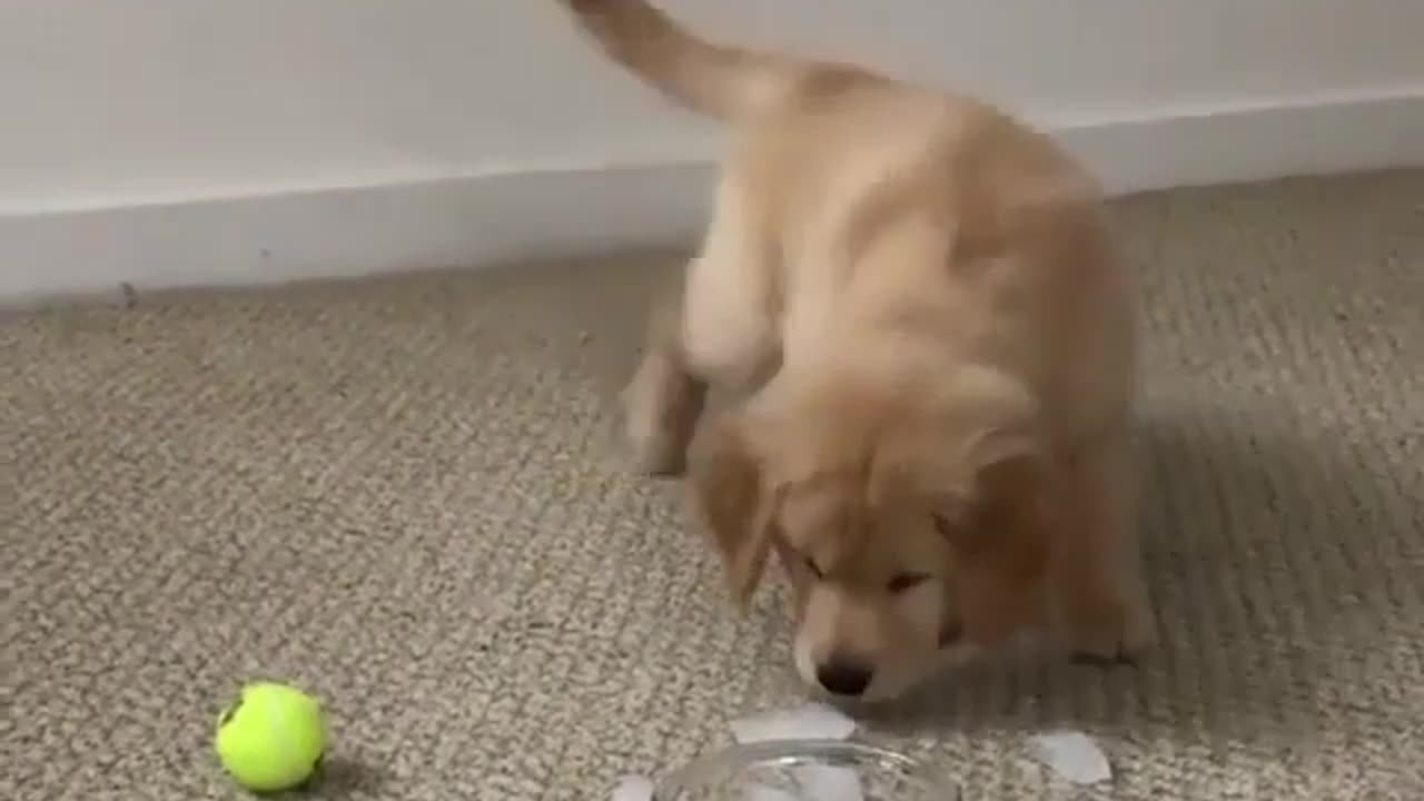 Cute and funny animals