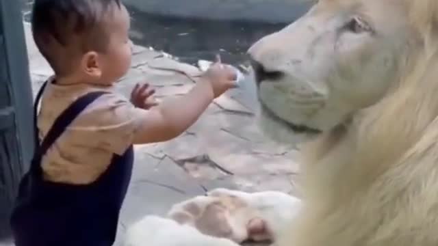 Lion playing with a baby