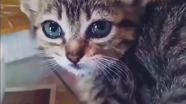 sad cat 🐈🐈🐈