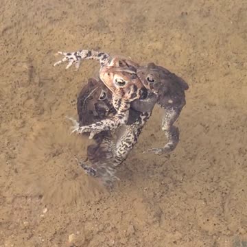 Crazy Menage a trois toads