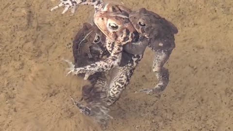 Crazy Menage a trois toads