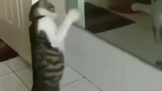 The cat who knows kung fu practice martial arts in front of the mirror