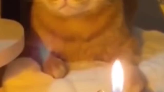 Crazy funny 😅 dogs & cats playing having fun 😂🤣🐕🐈 part 1