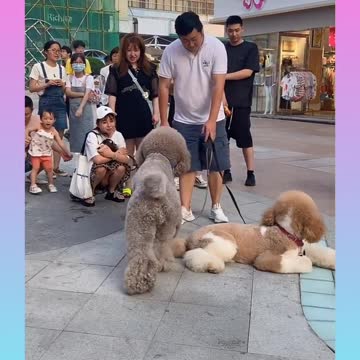 Cute and Funny Dog Videos