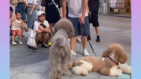 Cute and Funny Dog Videos