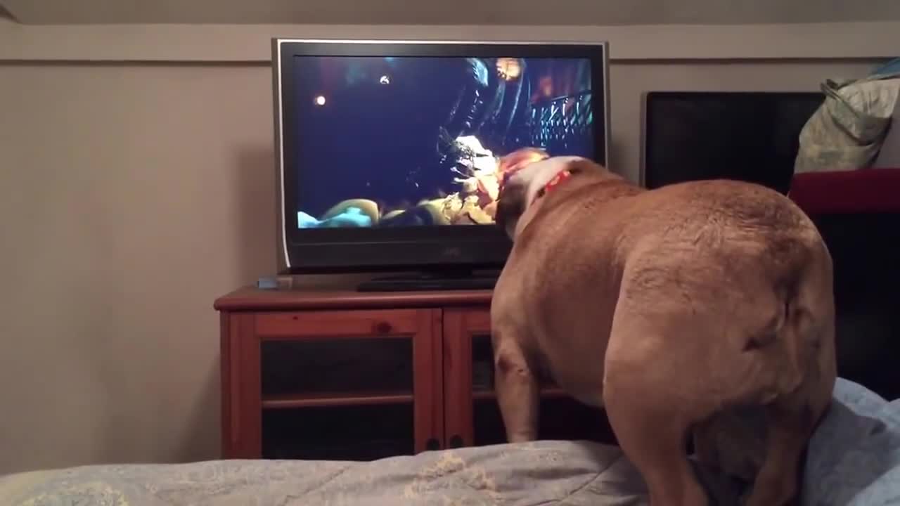 Bulldog Warns Girl During Horror Movie.