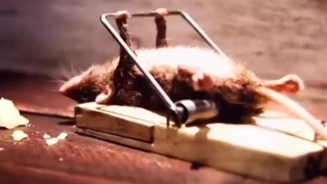 Rat's home gym