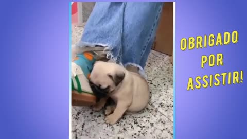 Funny and fun animal videos