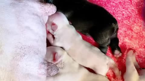 Adorable Little Puppies Drinking Milk ❤️❤️ #shorts #puppy #cuteanimals