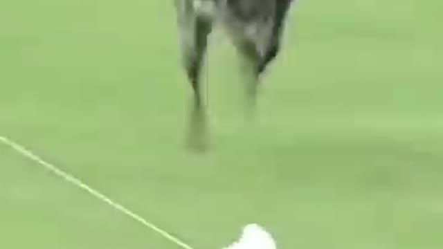 Fastest dog ever seen, unbelievable