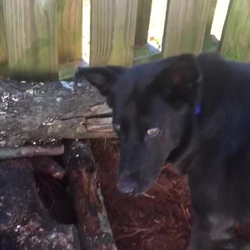 Funny Camera-Shy Dog Stops Working