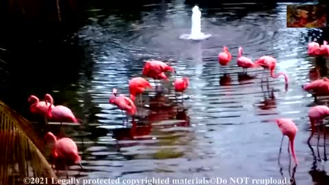 The Dancing Flamingo ;-) Very Impressive *** Must See