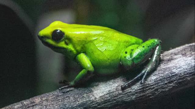 What are the young of a frog called ? Quiz