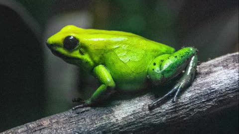 What are the young of a frog called ? Quiz