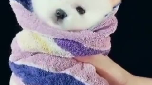 Cute Dogs