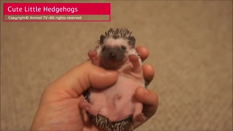 Cute Little Hedgehogs