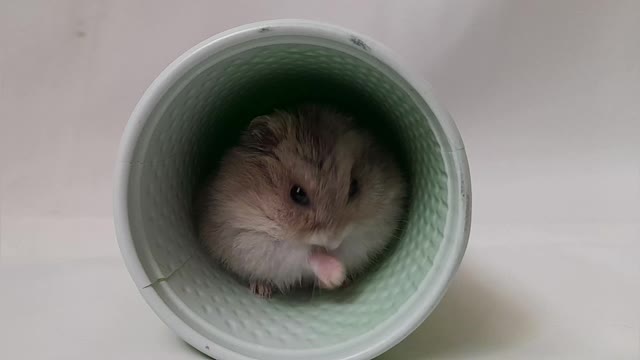 How cute the hamster does it.