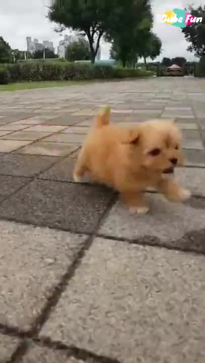 Cat Gets Annoyed by Baby