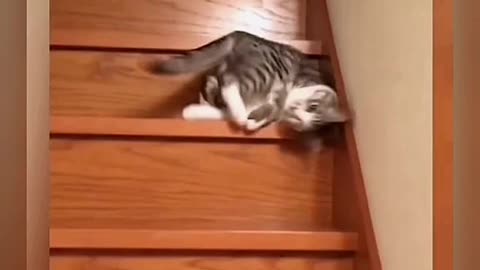 😀😀😀 funny cat 😸🐈 video in very interested