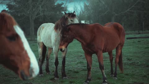 Two Horses Playing With Each Other on Grass Field