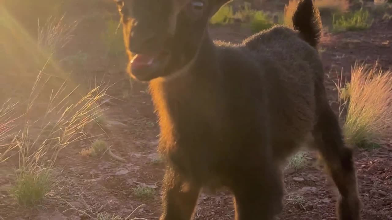 Twilight Bleats: Baby Goat's Sunset Song at H5 Ranch 🌄🐐