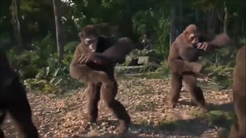 Monkey dance