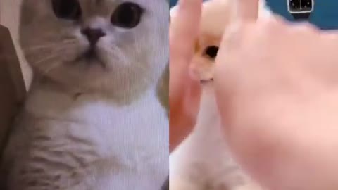 Best cat viral video