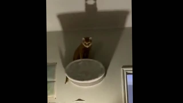 CATMAN - WHAT'S WITH THIS KITTEN?