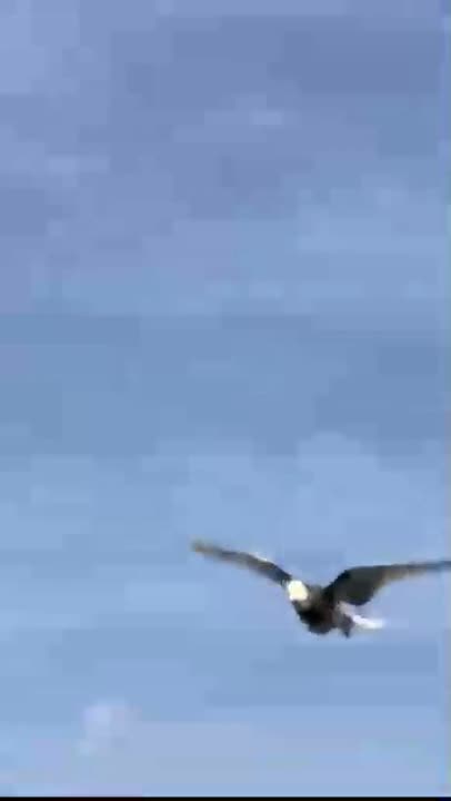 What does this pigeon allow himself