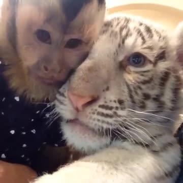 Mono y cachorro de tigre se sacan una selfie