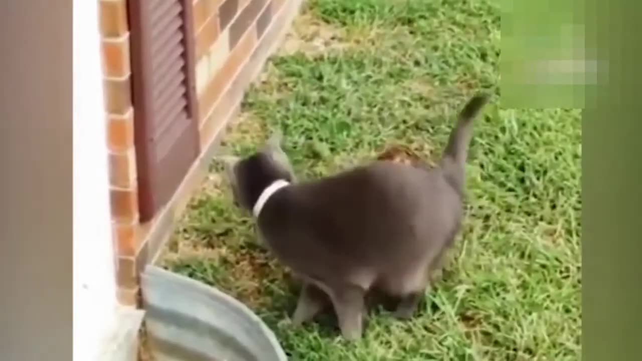 Funny Cats Compilation 2