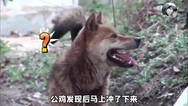 狗狗单身8年，公鸡却有三个“老婆”，最后都过上幸福的生活#萌宠