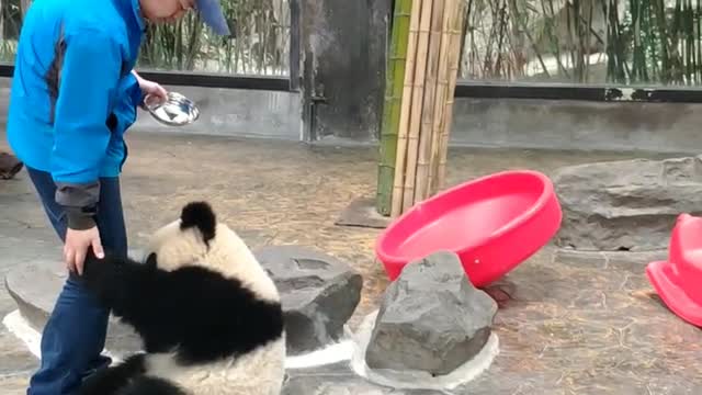 The panda
